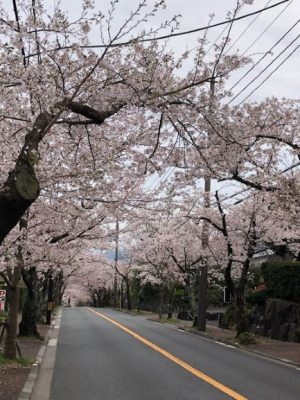 伊豆高原の桜並木