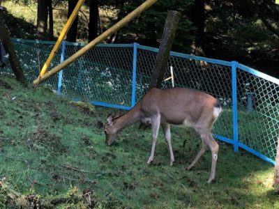 自然が残る伊豆