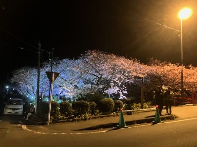 河津桜ビール列車